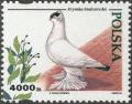 Colnect-4715-416-Polish-Monk-Dove-Columba-livia-forma-domestica.jpg