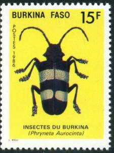 Colnect-5247-951-Beetle-Phryneta-aurocinta.jpg