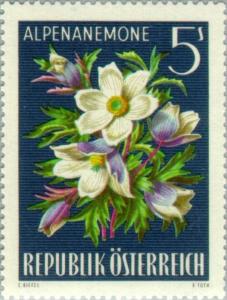 Colnect-136-604-Alpine-Pasque-flower-Pulsatilla-alpina.jpg