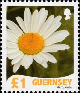 Colnect-4067-106-Marguerite---Leucanthemum-vulgare.jpg