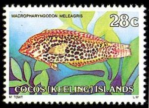 Colnect-1103-439-Leopard-Wrasse-Macropharyngodon-meleagris.jpg