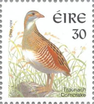 Colnect-129-566-Corncrake-or-Landrail-Crex-crex.jpg