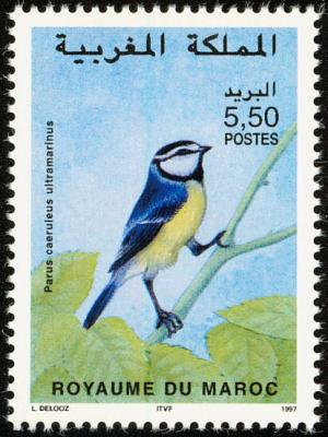 Colnect-1347-837-African-Blue-Tit-Cyanistes-teneriffae.jpg