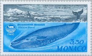 Colnect-148-942-Blue-Whale-Balaenoptera-musculus.jpg