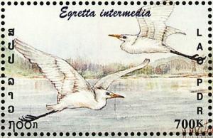 Colnect-1614-710-Intermediate-Egret-Egretta-intermedia.jpg