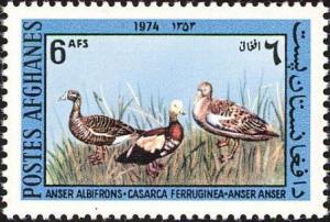 Colnect-1624-223-White-fronted-goose-Ruddy-shelduck-and-Greylag-goose.jpg