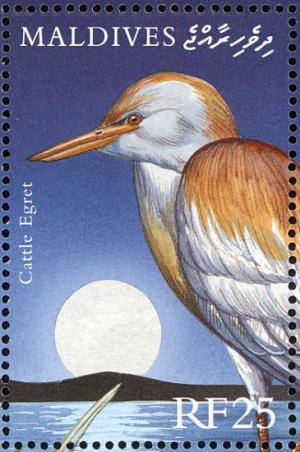 Colnect-1631-381-Cattle-Egret-Bubulcus-ibis.jpg