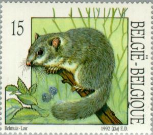 Colnect-186-781-Edible-Dormouse-Glis-glis.jpg