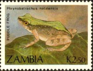 Colnect-2008-602-Natal-Dwarf-Puddle-Frog-Phrynobatrachus-natalensis.jpg