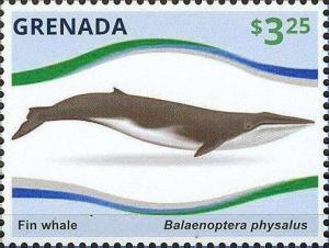 Colnect-2997-919-Fin-Whale-Balaenoptera-physalus.jpg