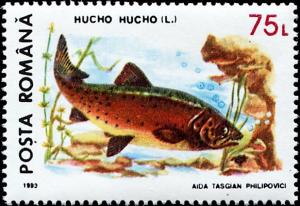 Colnect-4904-823-Danube-Salmon-Hucho-hucho.jpg