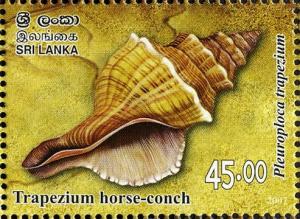 Colnect-552-637-Trapezium-Horse-Conch-Pleuroploca-trapezium.jpg