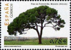 Colnect-577-168-Stone-pine-Pinus-pinea.jpg