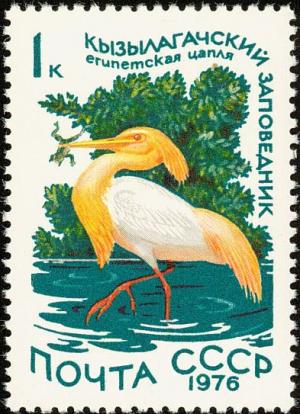 Colnect-729-146-Eastern-Cattle-Egret-Bubulcus-coromandus.jpg