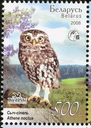 Colnect-857-428-Little-Owl-Athene-noctua.jpg