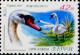 Colnect-2953-479-Mute-Swan-Cygnus-olor.jpg