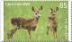 Colnect-4591-909-European-roe-deer-Capreolus-capreolus.jpg