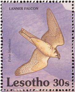 Colnect-1725-567-Lanner-Falcon-Falco-biarmicus.jpg