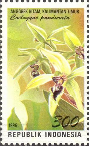 Colnect-2770-148-Flora-and-Fauna--Coelogyne-pandurata.jpg