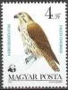 Colnect-587-362-Saker-Falcon-Falco-cherrug.jpg