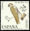 Colnect-1385-446-Lanner-Falcon-Falco-biarmicus-.jpg