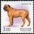 Colnect-2024-493-Bull-Mastiff-Canis-lupus-familiaris.jpg