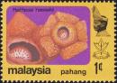 Colnect-2587-368-Rafflesia-hasseltii.jpg