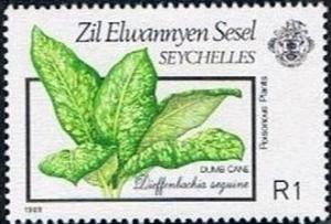 Colnect-3499-112-Dieffenbachia-seguine.jpg