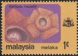 Colnect-5902-864-Rafflesia-hasseltii.jpg