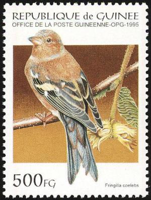 Colnect-868-369-Common-Chaffinch-Fringilla-coelebs.jpg