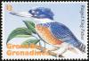 Colnect-2949-631-Ringed-Kingfisher-Megaceryle-torquata.jpg