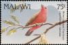 Colnect-3388-906-African-Firefinch-Lagonosticta-rubricata.jpg