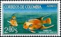 Colnect-2107-306-Blue-Angelfish-Holacanthus-isabelita.jpg