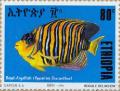 Colnect-3317-065-Regal-Angelfish-Pygoplites-diacanthus.jpg