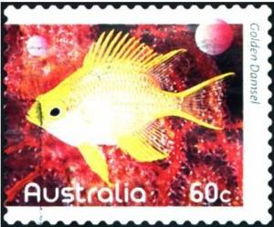 Colnect-1051-455-Golden-Damselfish-Amblyglyphidodon-aureus.jpg