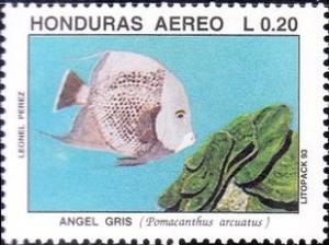 Colnect-1734-698-Gray-Angelfish-Pomacanthus-arcuatus.jpg