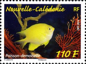 Colnect-2565-652-Golden-Damselfish-Amblyglyphidodon-aureus.jpg