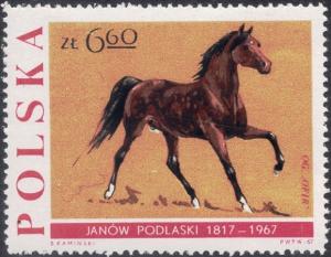 Colnect-4635-451-Stallion-----Ofir-quot--Equus-ferus-caballus.jpg