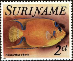 Colnect-4978-355-Queen-Angelfish-Holacanthus-ciliaris-.jpg