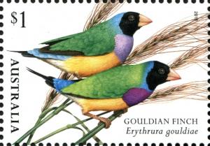 Colnect-5104-284-Gouldian-Finch-Erythrura-gouldiae.jpg