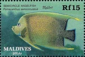 Colnect-5485-881-Semicircle-Angelfish-Pomacanthus-semicirculatus.jpg