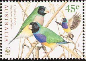 Colnect-604-148-Gouldian-Finch-Erythrura-gouldiae.jpg