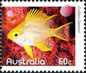 Colnect-910-742-Golden-Damselfish-Amblyglyphidodon-aureus.jpg