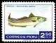 Colnect-1597-391-South-Pacific-Hake-Merluccius-gayi-.jpg