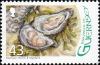 Colnect-4399-535-European-Flat-Oyster-Ostrea-edulis.jpg