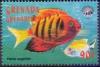 Colnect-4603-386-Flame-angelfish.jpg