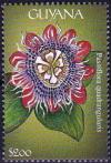 Colnect-5951-562-Passiflora-quadrangularis.jpg