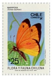 Colnect-673-894-Butterfly-Colias-vauthieri.jpg