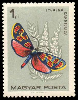 1730_Butterflies_100.jpg