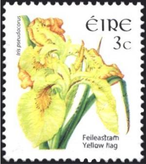 Colnect-1718-897-Yellow-Flag---Iris-pseudacorus.jpg